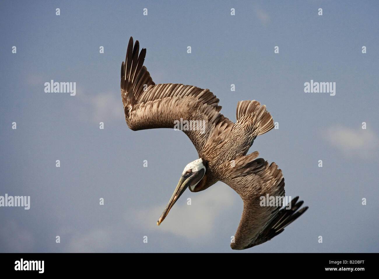 Brauner Pelikan Pelecanus Occidentalis männlich Tauchen für Fisch Stockfoto