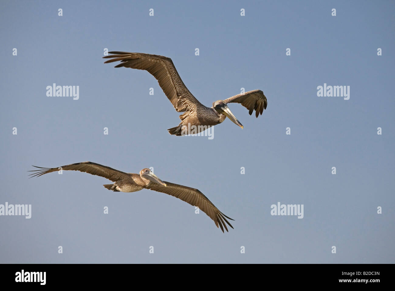 Paar braune Pelikane Pelecanus Occidentalis männliche und weibliche Stockfoto