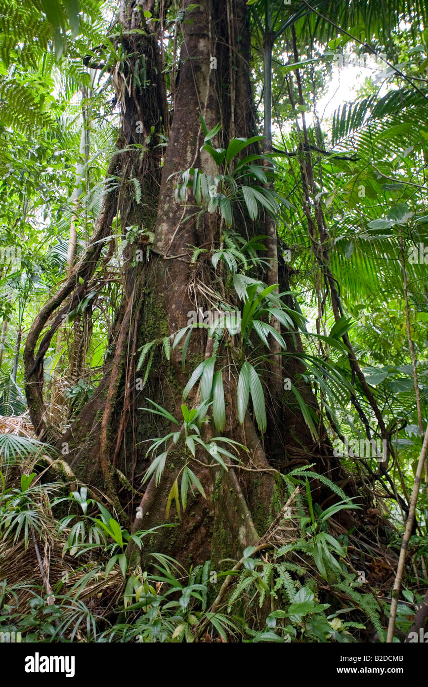Chataignier Baum Sloanea sp Dominica West Indies Stockfoto