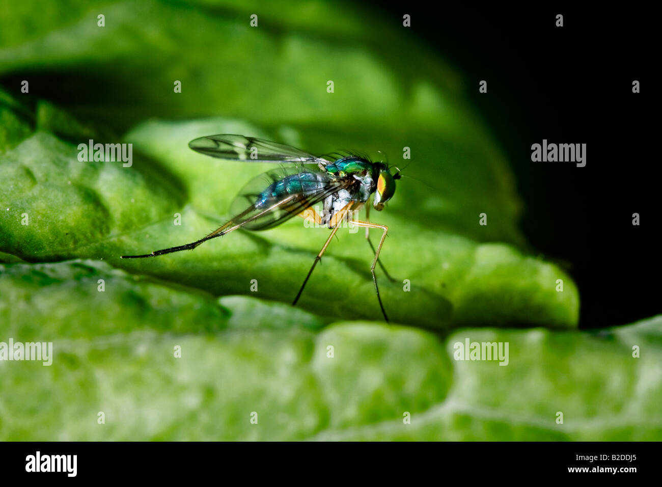 Kleine Mücke auf einem grünen Blatt Stockfoto