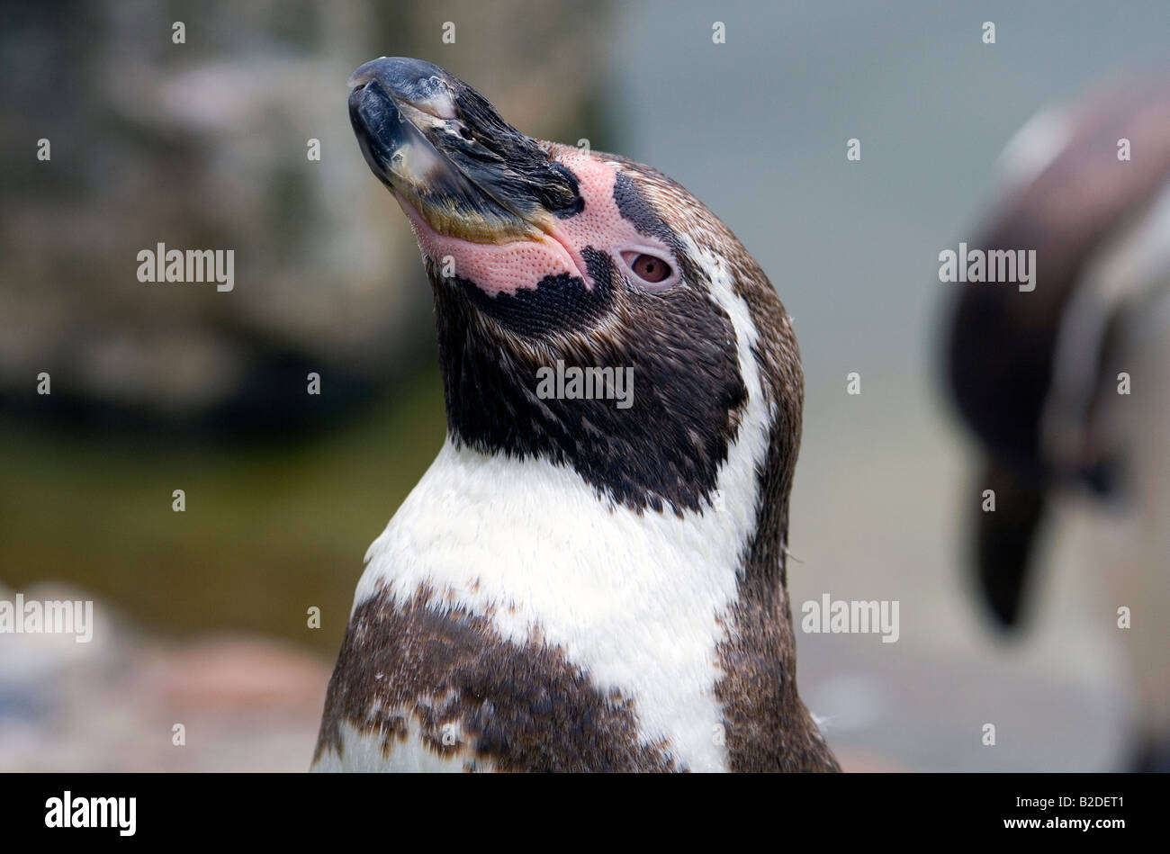 Eine Nahaufnahme von einem Humboldt-Pinguin Stockfoto