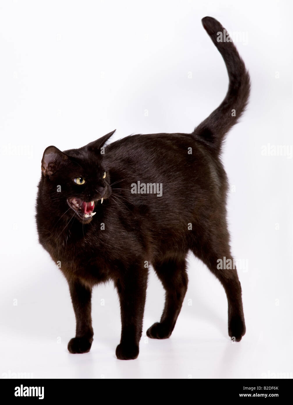 Eine schwarze Katze schlägt eine defensive Haltung Stockfoto