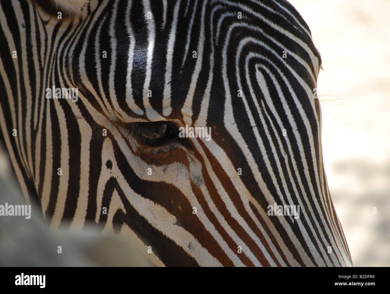 GREVY Zebra (Equus Grevyi) Stockfoto