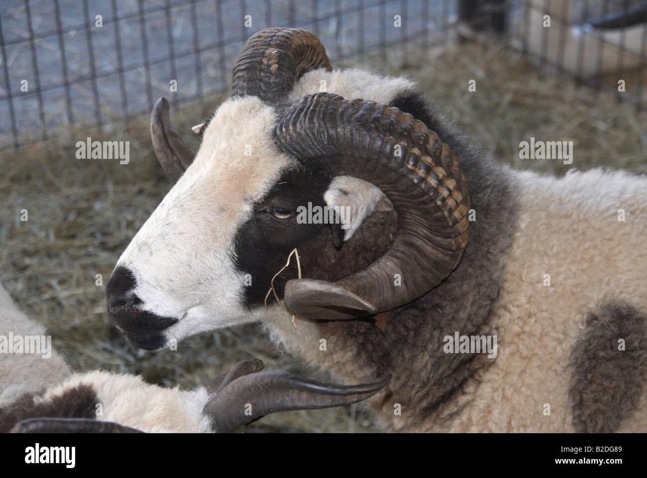 Jacobs-Schafe aus Syrien auf der Kirmes in Gaithersburg, Maryland Stockfoto
