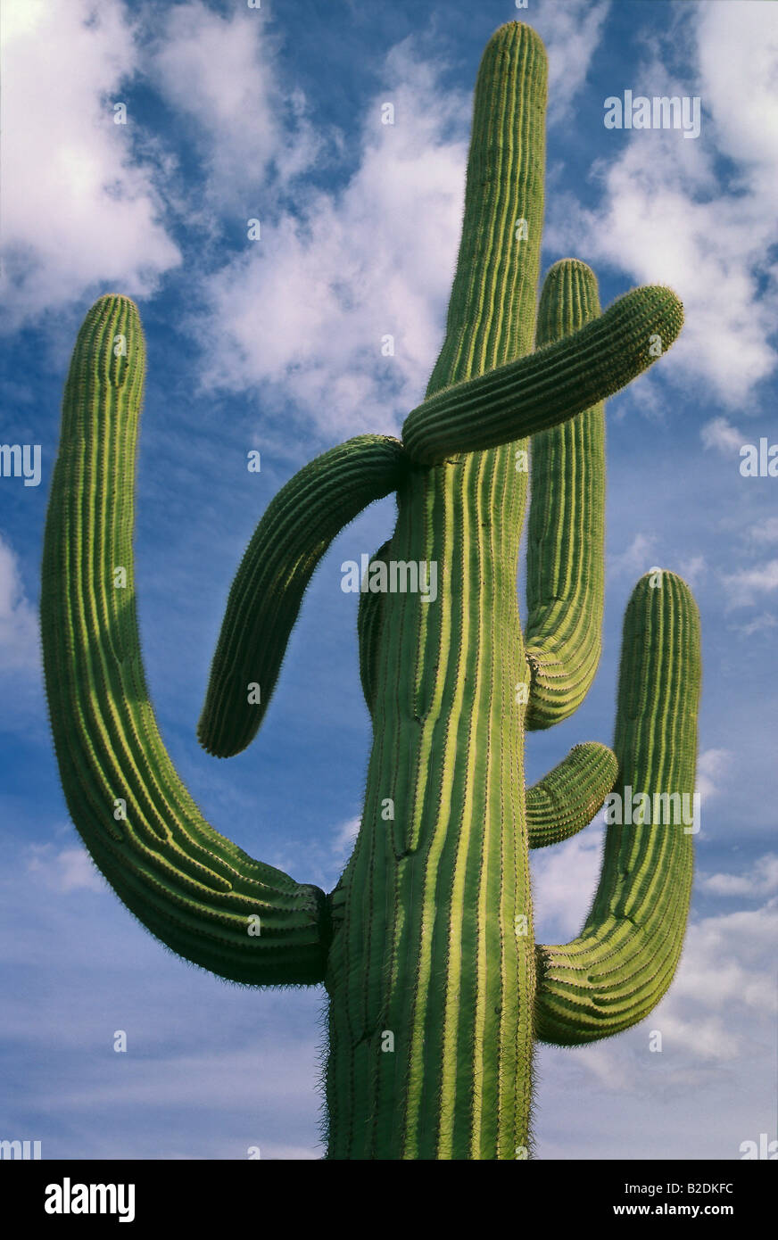 Saguaro-Kaktus in Arizona Saguaro-Nationalpark Stockfoto