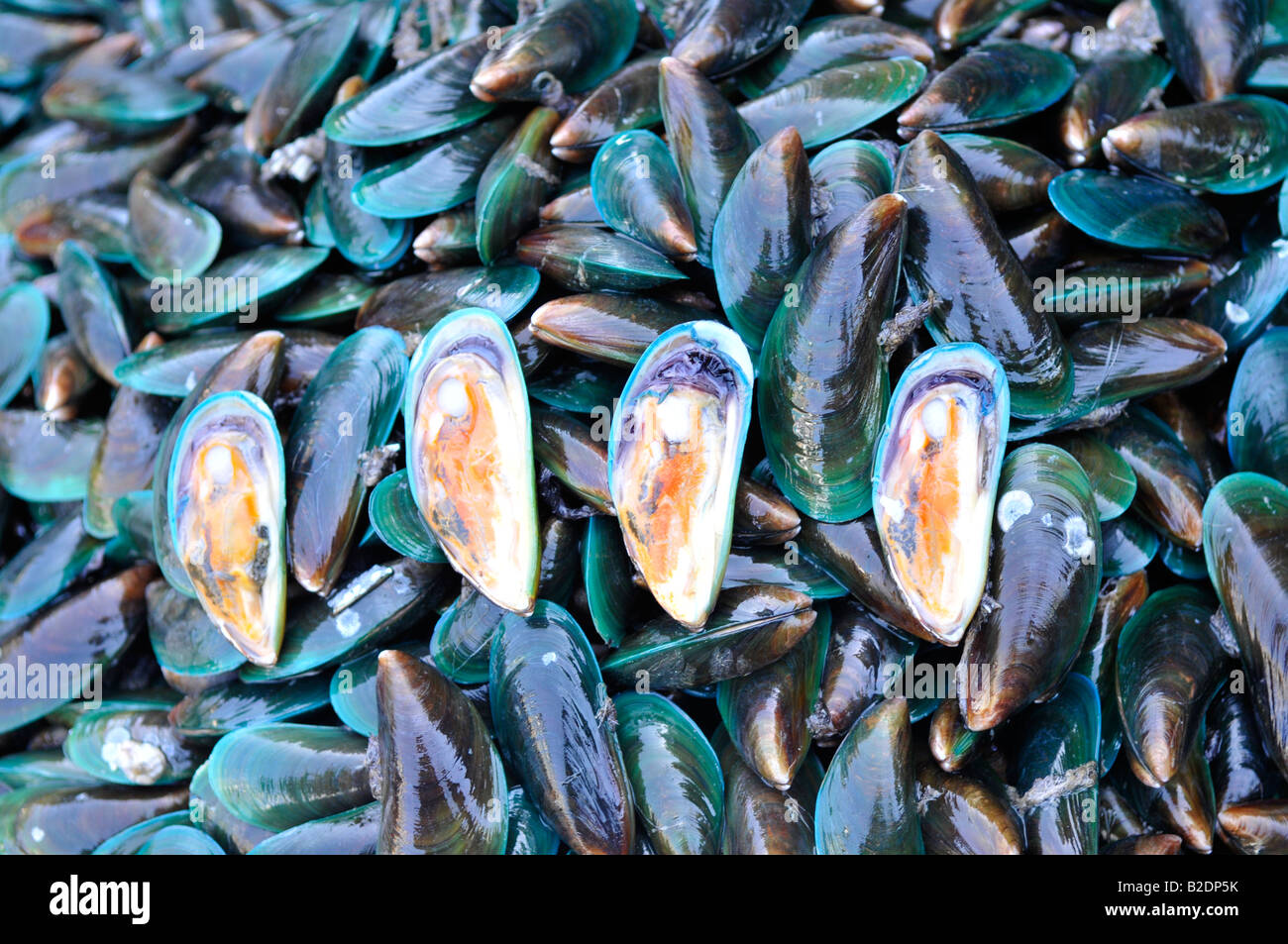 Grünlipp Muscheln, Mahachai Markt, Samutsakhon, thailand Stockfoto