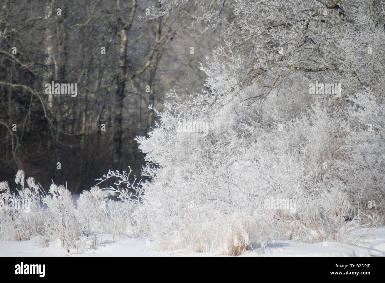 Raureif auf der Ost-Gabel der Chippewa River Sawyer Co WI Stockfoto