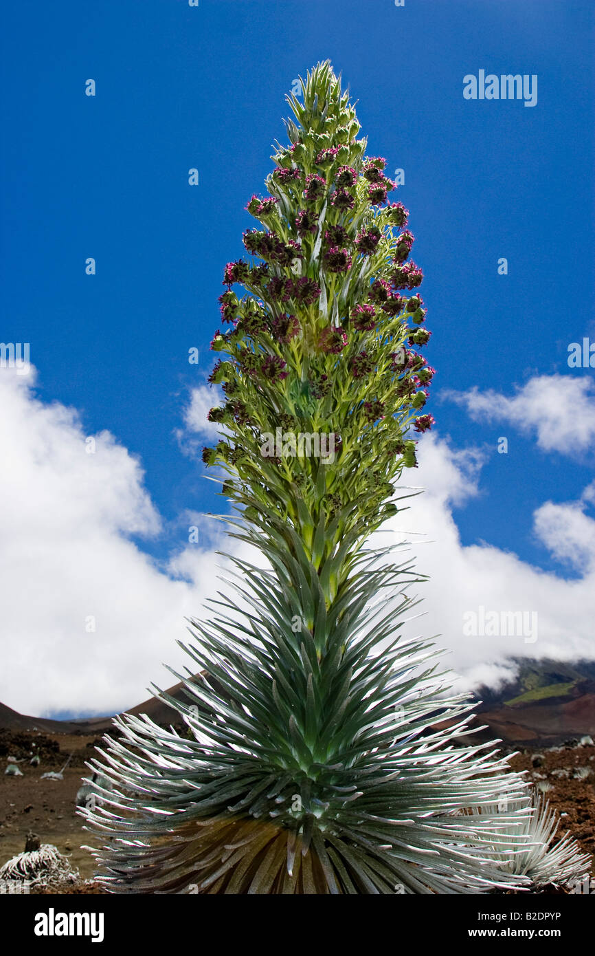 Eine seltene Silversword Pflanze, Argyroxiphium Sandwicense Macrocephalum, in der frühen Phase des Blühens, Maui, Hawaii. Stockfoto