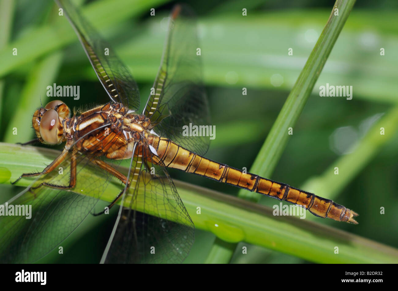 Gekielte Abstreicheisen Libelle Orthetrum Coerulescens weiblich Stockfoto