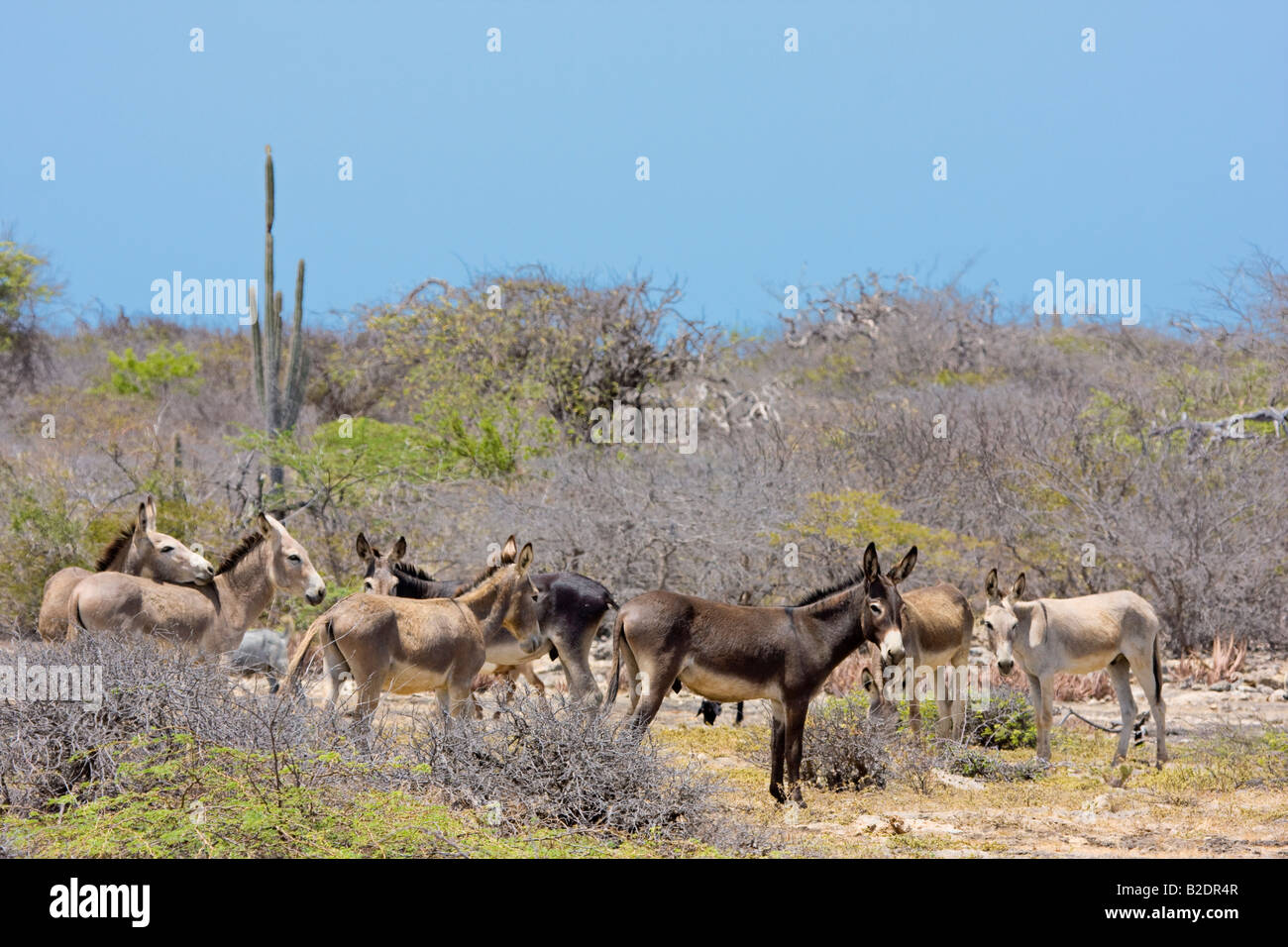 Wilde Esel auf der Insel Bonaire, Niederländische Antillen, Karibik. Stockfoto