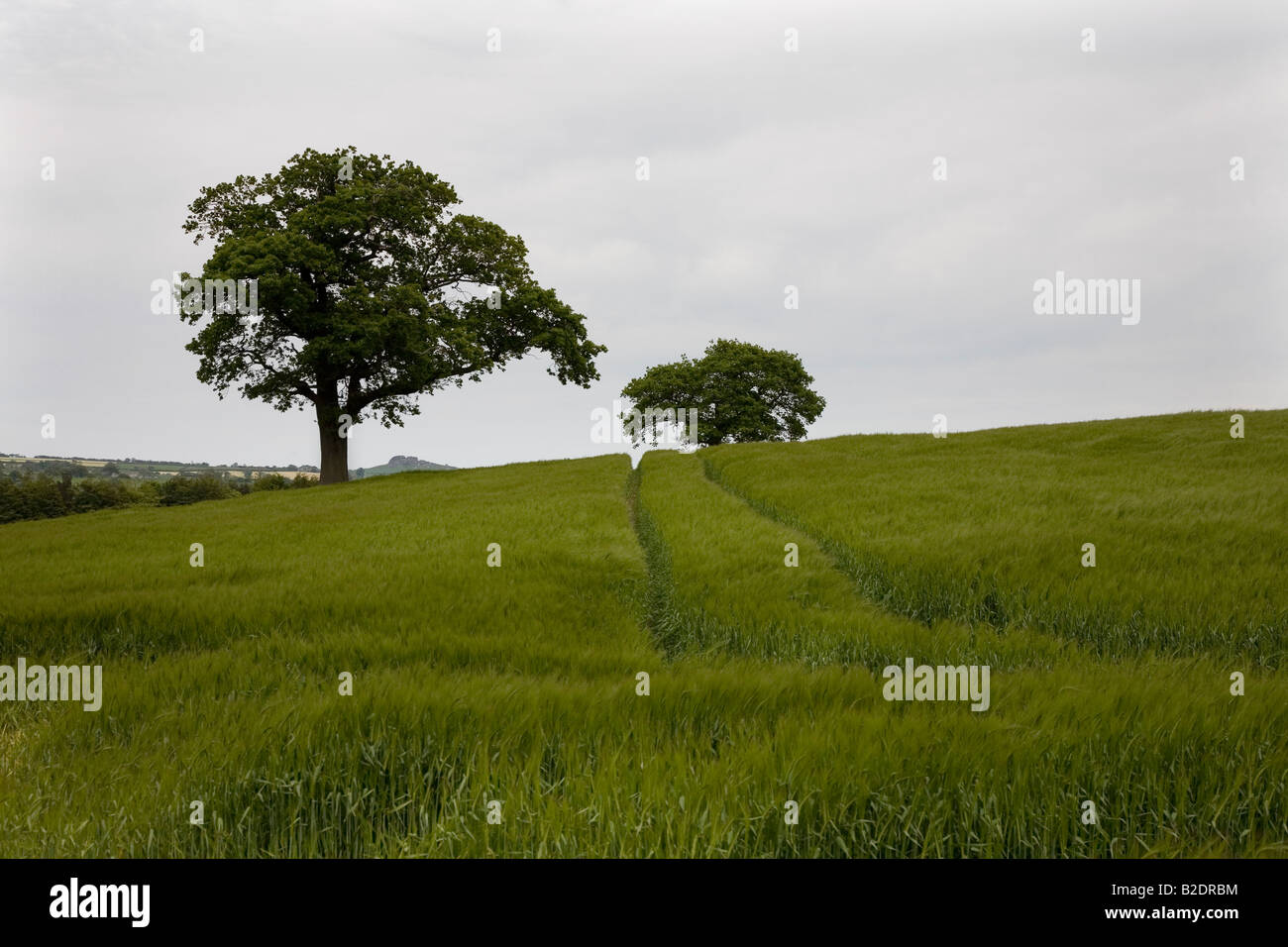 Leathley Bereich. Leeds. West Yorkshire. VEREINIGTES KÖNIGREICH. Mai 2008 Stockfoto