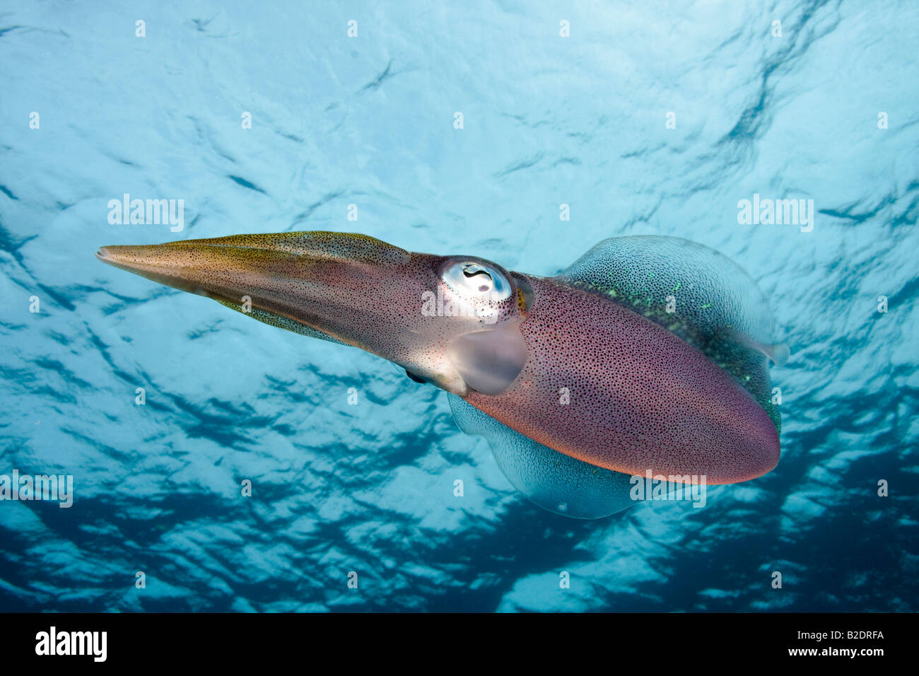 Karibischer Riff Tintenfisch, Sepioteuthis Sepioidea, wird allgemein in seichte Ufer Wasser der Karibik beobachtet. Stockfoto