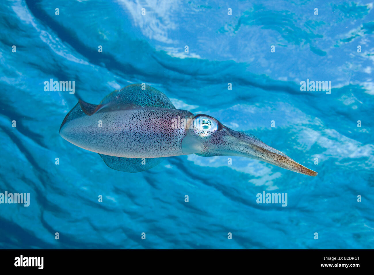Karibischer Riff Tintenfisch, Sepioteuthis Sepioidea, wird allgemein in seichte Ufer Wasser der Karibik beobachtet. Stockfoto