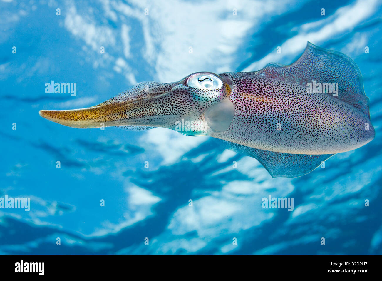 Karibischer Riff Tintenfisch, Sepioteuthis Sepioidea, wird allgemein in seichte Ufer Wasser der Karibik beobachtet. Stockfoto
