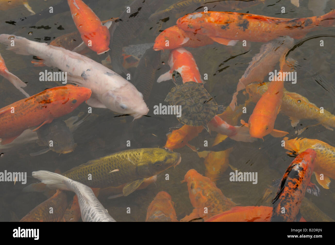 Koi-Karpfen (Cyprinus Carpio) Fütterung, Hong Kong Park, Hong Kong, china Stockfoto
