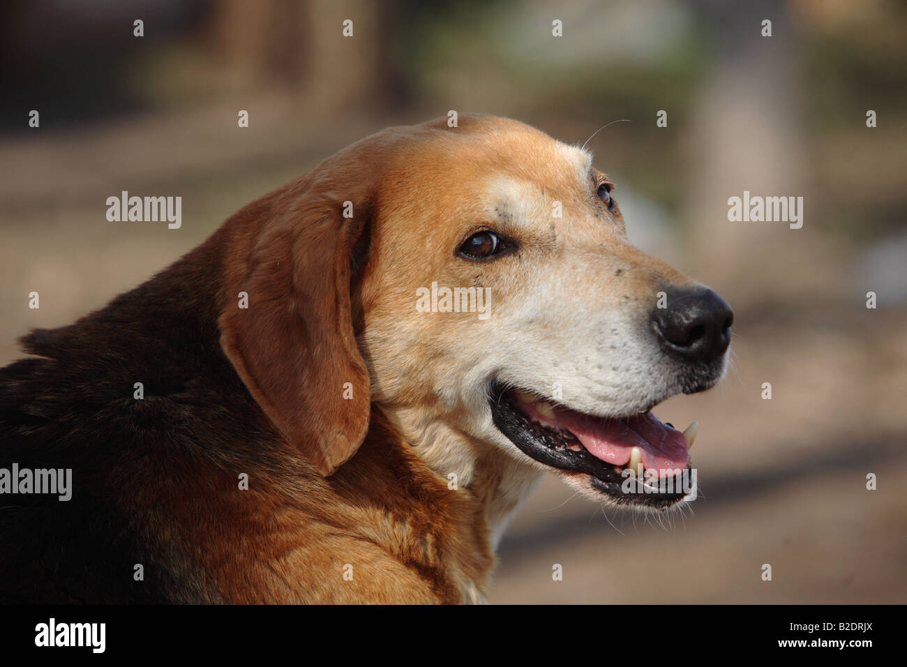 Ein Lächeln auf den Lippen Jagdhund Stockfoto