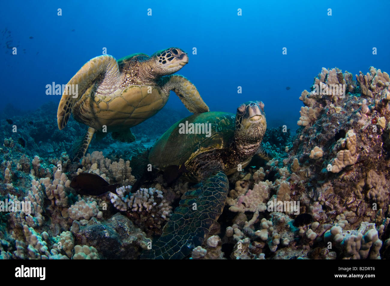 Grüne Meeresschildkröten, Chelonia Mydas, auf einem Riff vor der Küste von Maui. Dies ist eine vom Aussterben bedrohte Arten.  Hawaii. Stockfoto