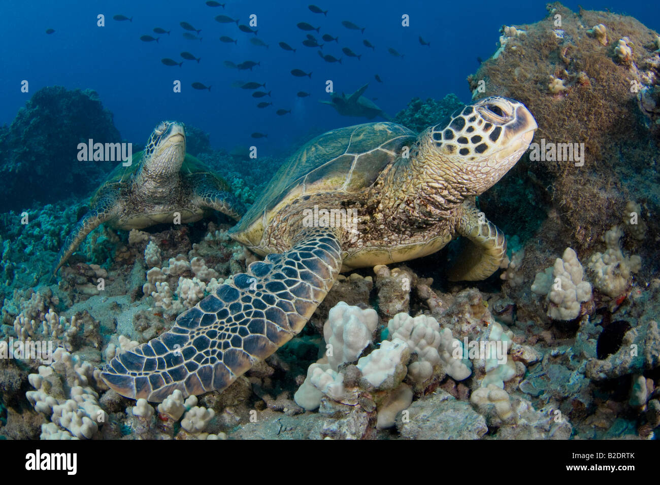 Grüne Meeresschildkröten, Chelonia Mydas, ruhen auf einem Riff vor der Küste von Maui. Dies ist eine vom Aussterben bedrohte Arten.  Hawaii. Stockfoto