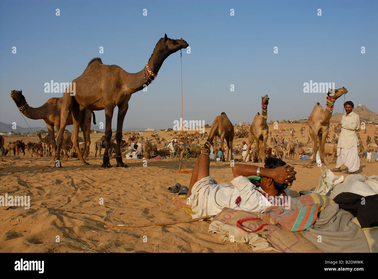 Ein Kamel Händler entspannen nach einem Arbeitstag auf dem Kamel Messegelände in Pushkar, Rajasthan. Indien. Stockfoto