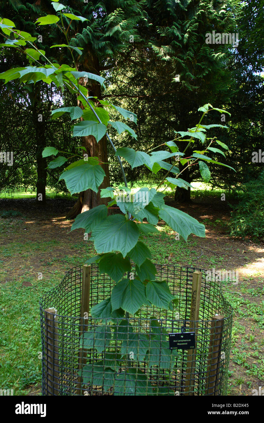 Acer - Pensylvanicum Aceraceae USA Stockfoto