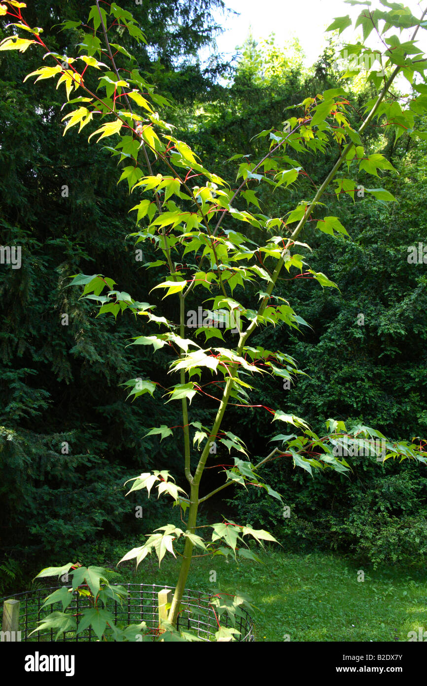 Acer Campbellii 'Fansipenensi' Aceraceae Stockfoto