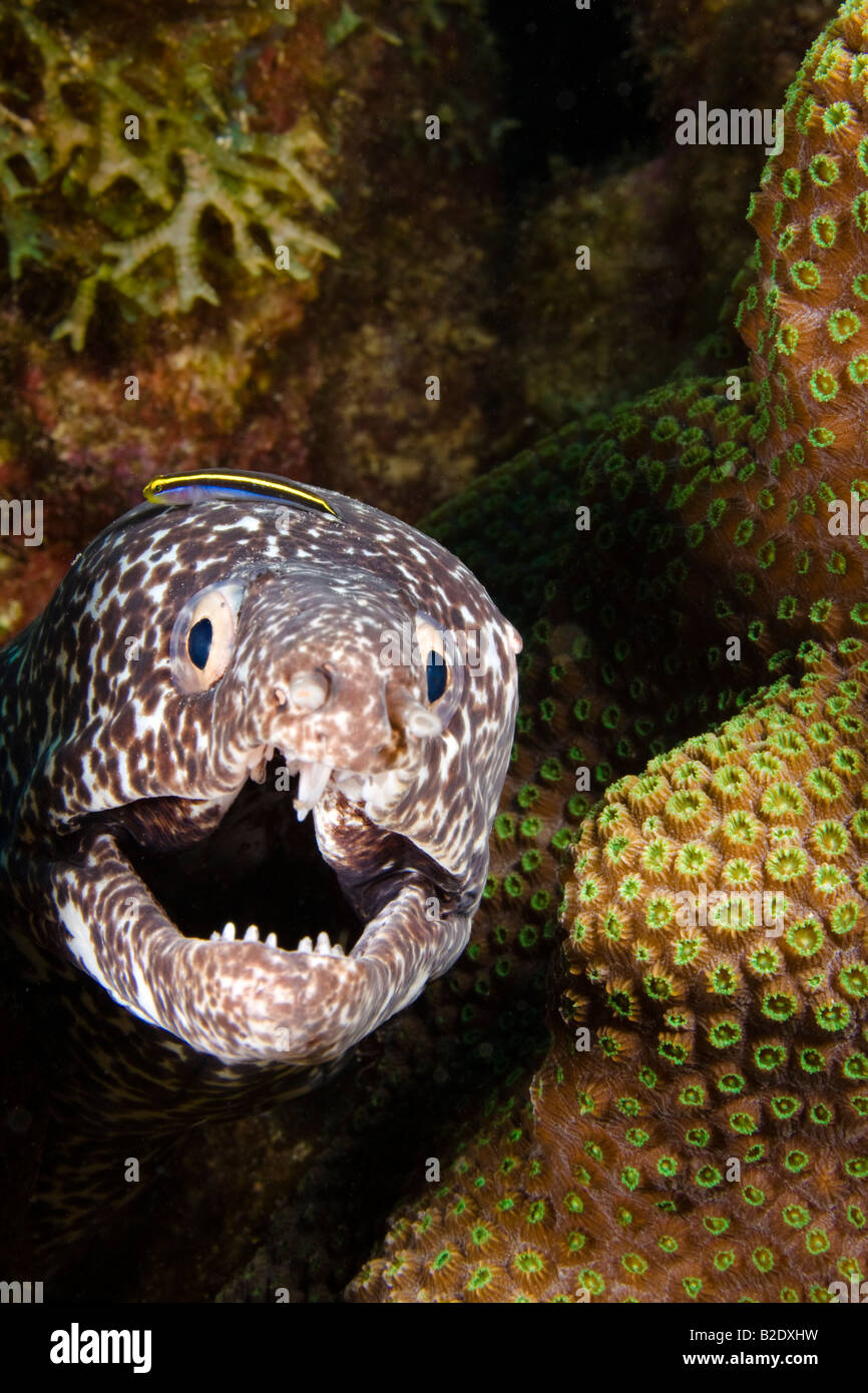 Ein Sharknose Reiniger Grundel, Gobiosoma Evelynae, sitzt auf dem Kopf eine gefleckte Muräne Gymnothorax Moringa, Bonaire, Caribbean. Stockfoto