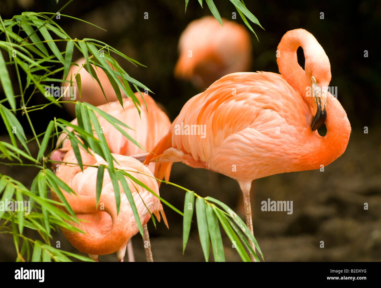 Karibik Dominikanische Republik Manati Park Punta Cana rosa Flamingos mit dunkelgrünem Laub Stockfoto