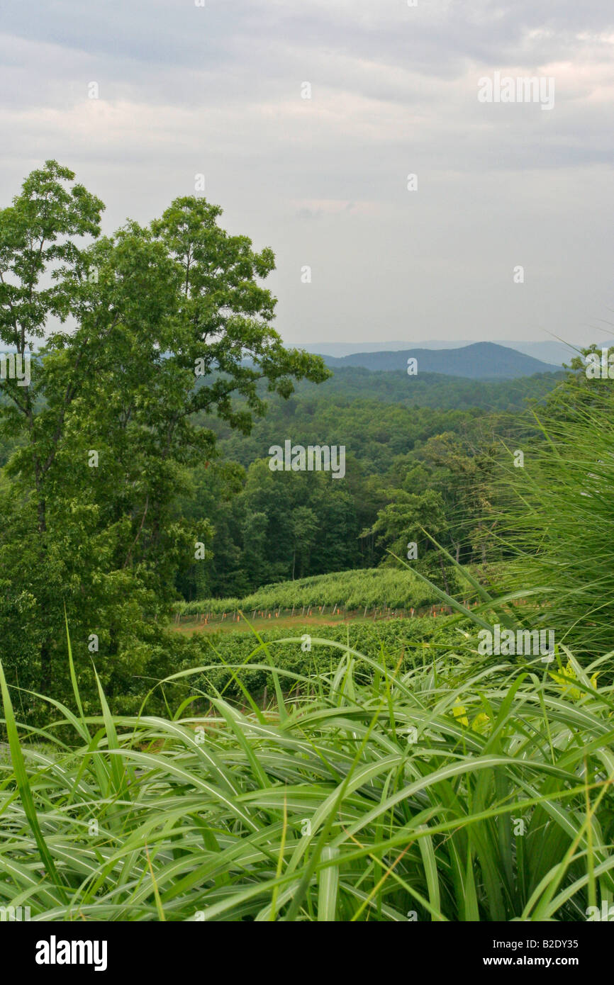 Weingut-Feld in den North Georgia mountains Stockfoto
