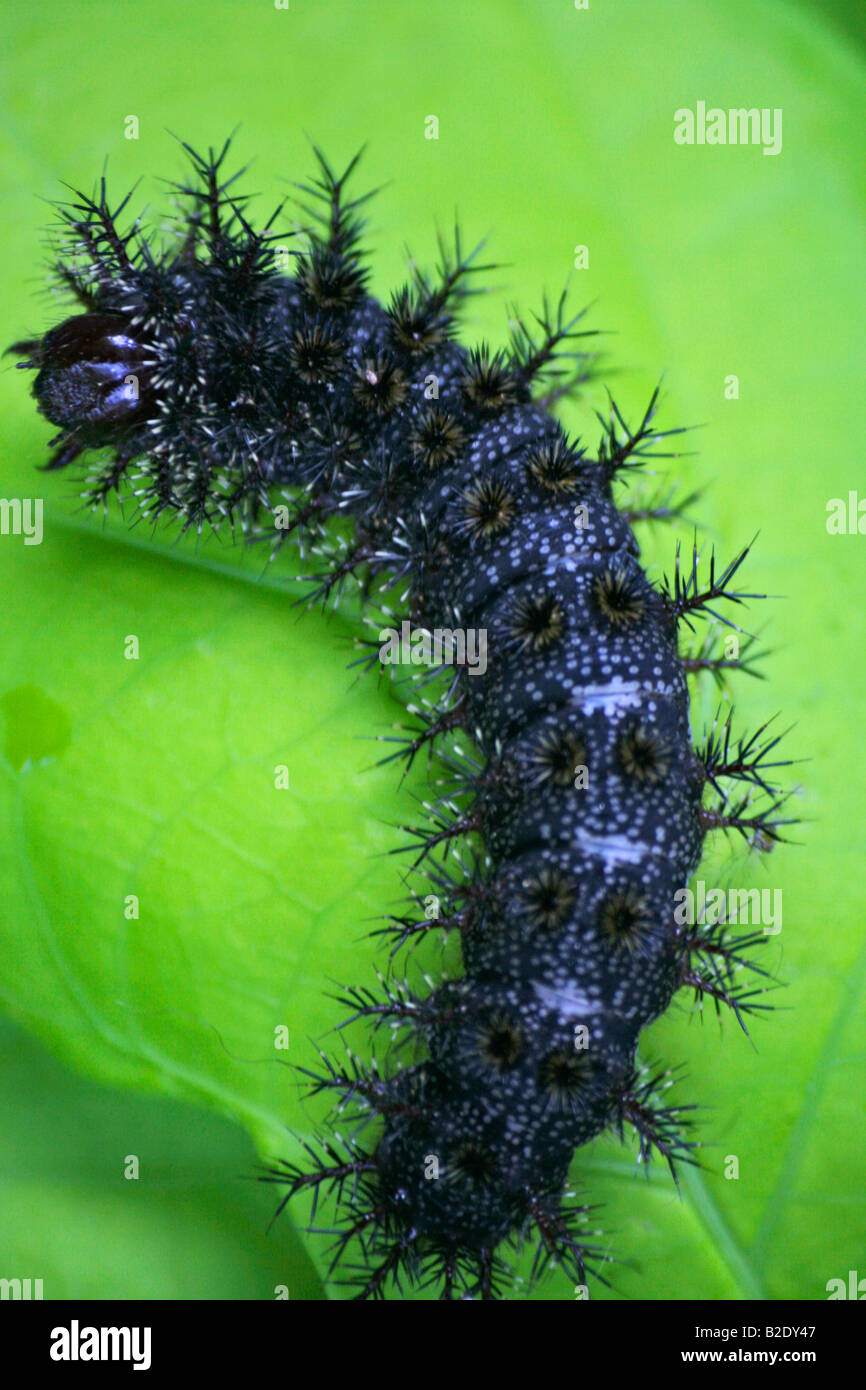 Raupe Grun Stachel