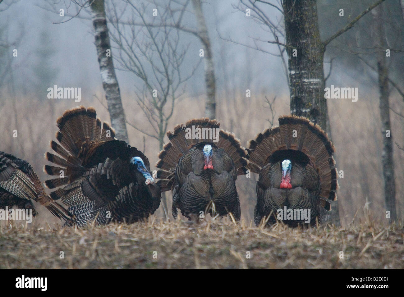 Jake Osttürkei Wild im Frühjahr Stockfoto