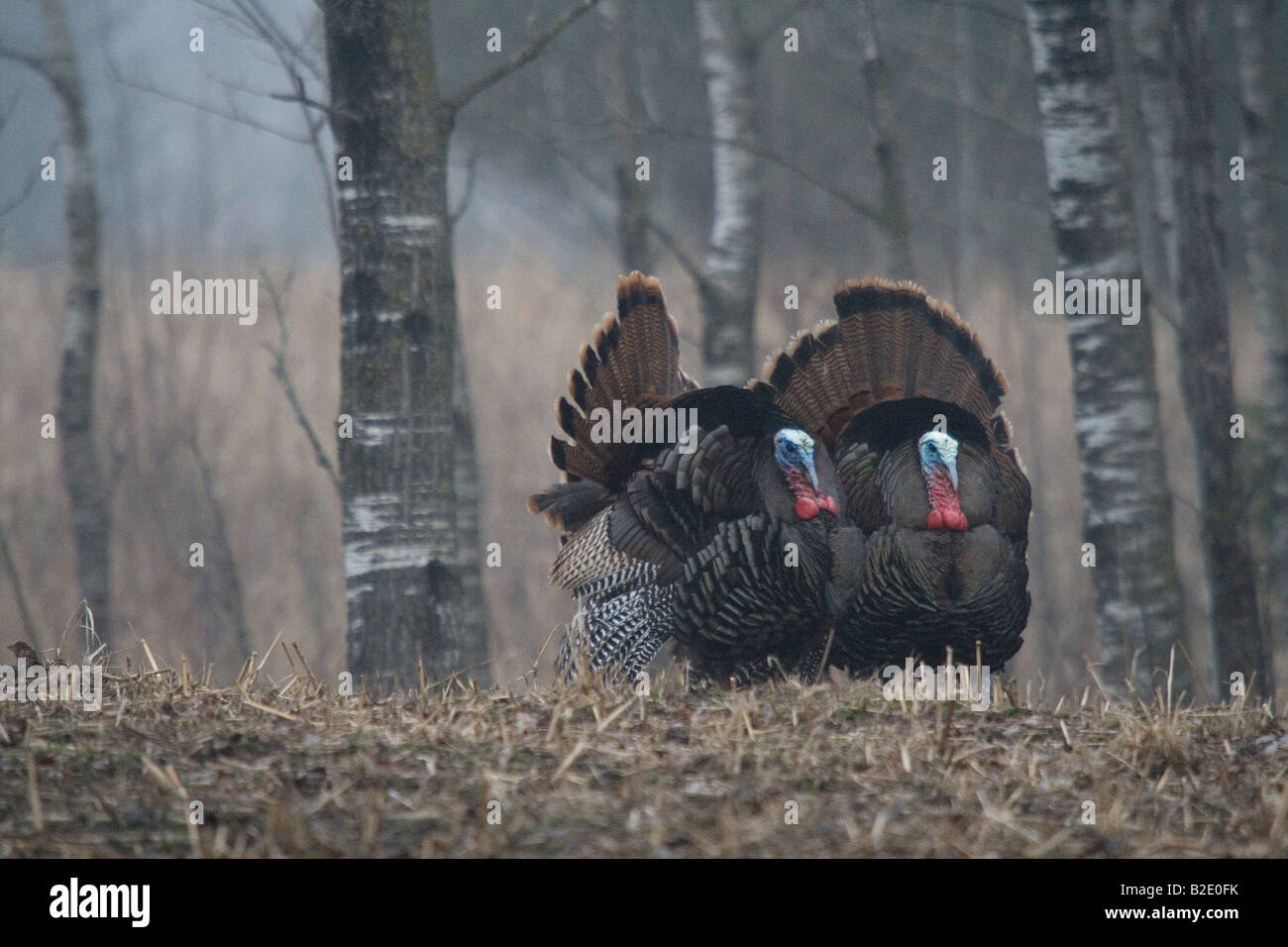 Jake Osttürkei Wild im Frühjahr Stockfoto