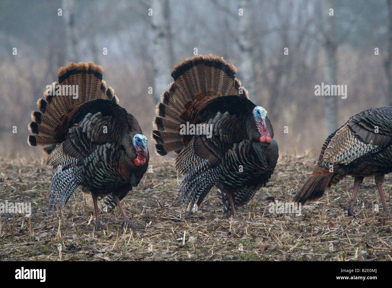Jake Osttürkei Wild im Frühjahr Stockfoto