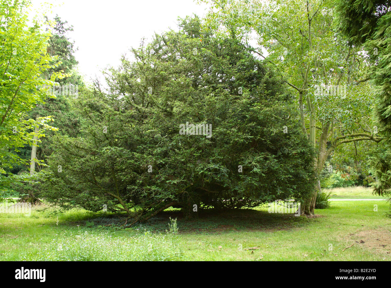 Englische Eibe (Bogenschieen Bogen Holz Baum Stockfotografie - Alamy