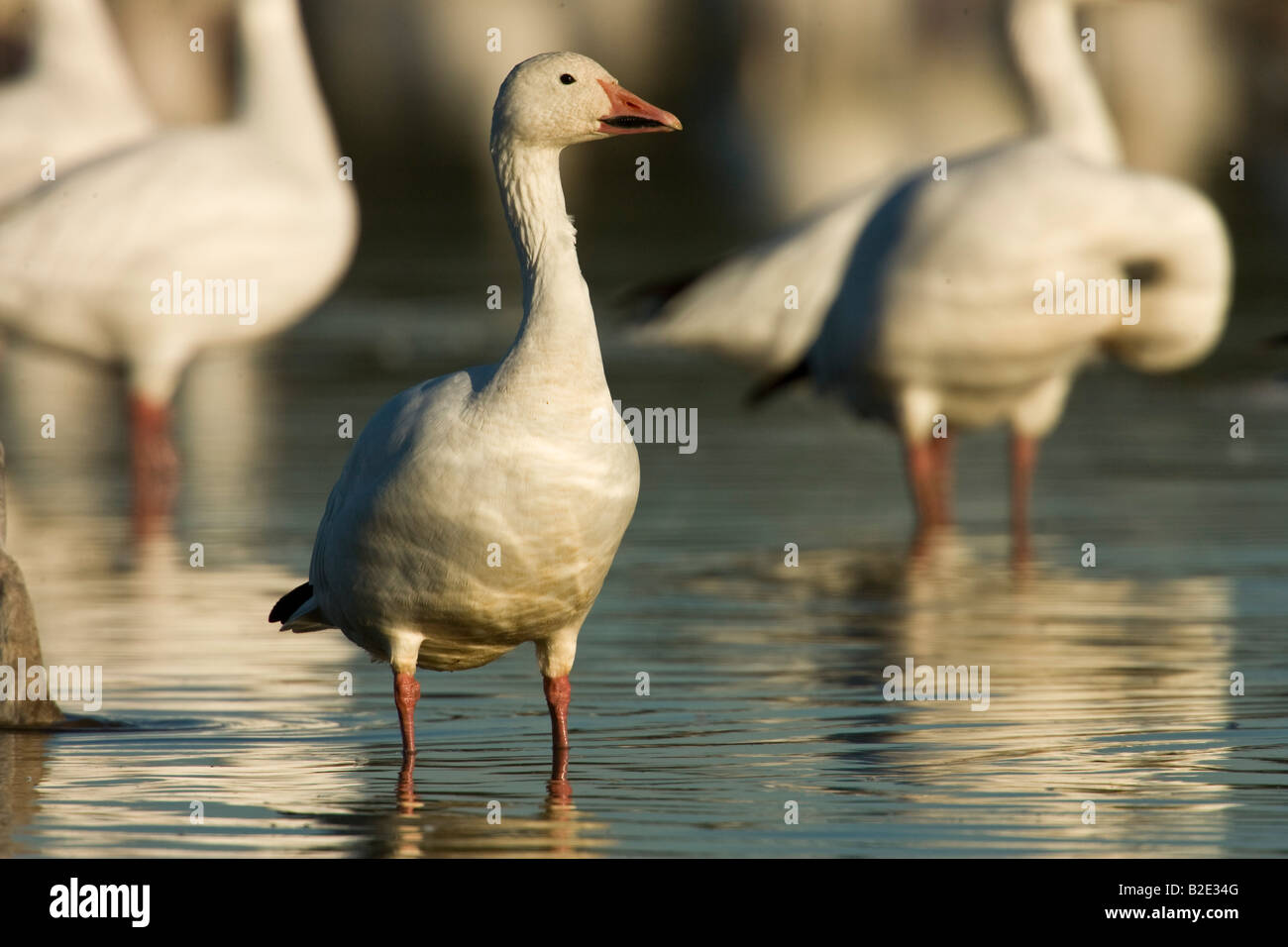 Schneegans (Chen Caerulescens) Stockfoto