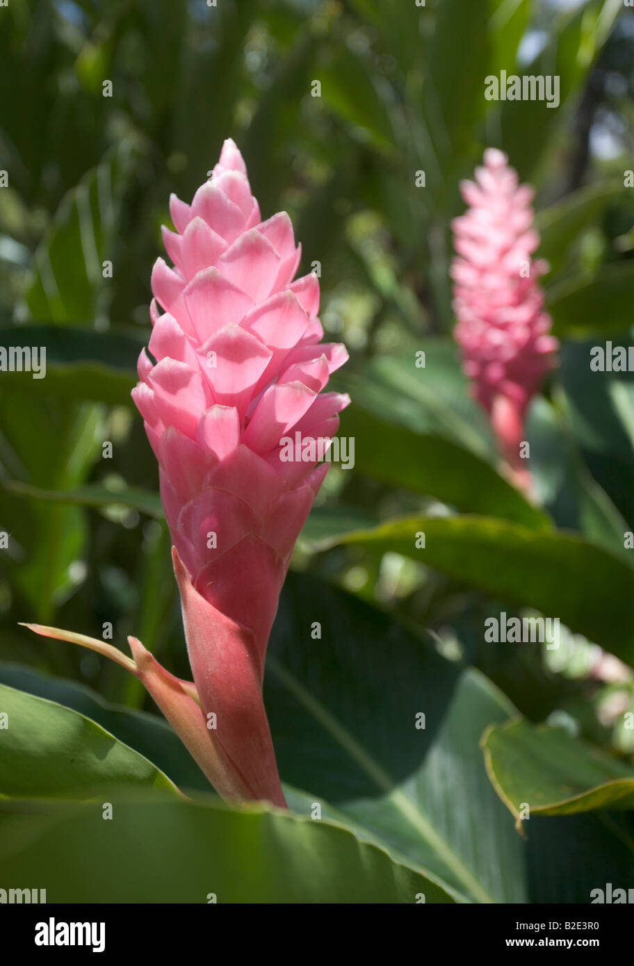 Ginger lily Fotos und Bildmaterial in hoher Auflösung Alamy