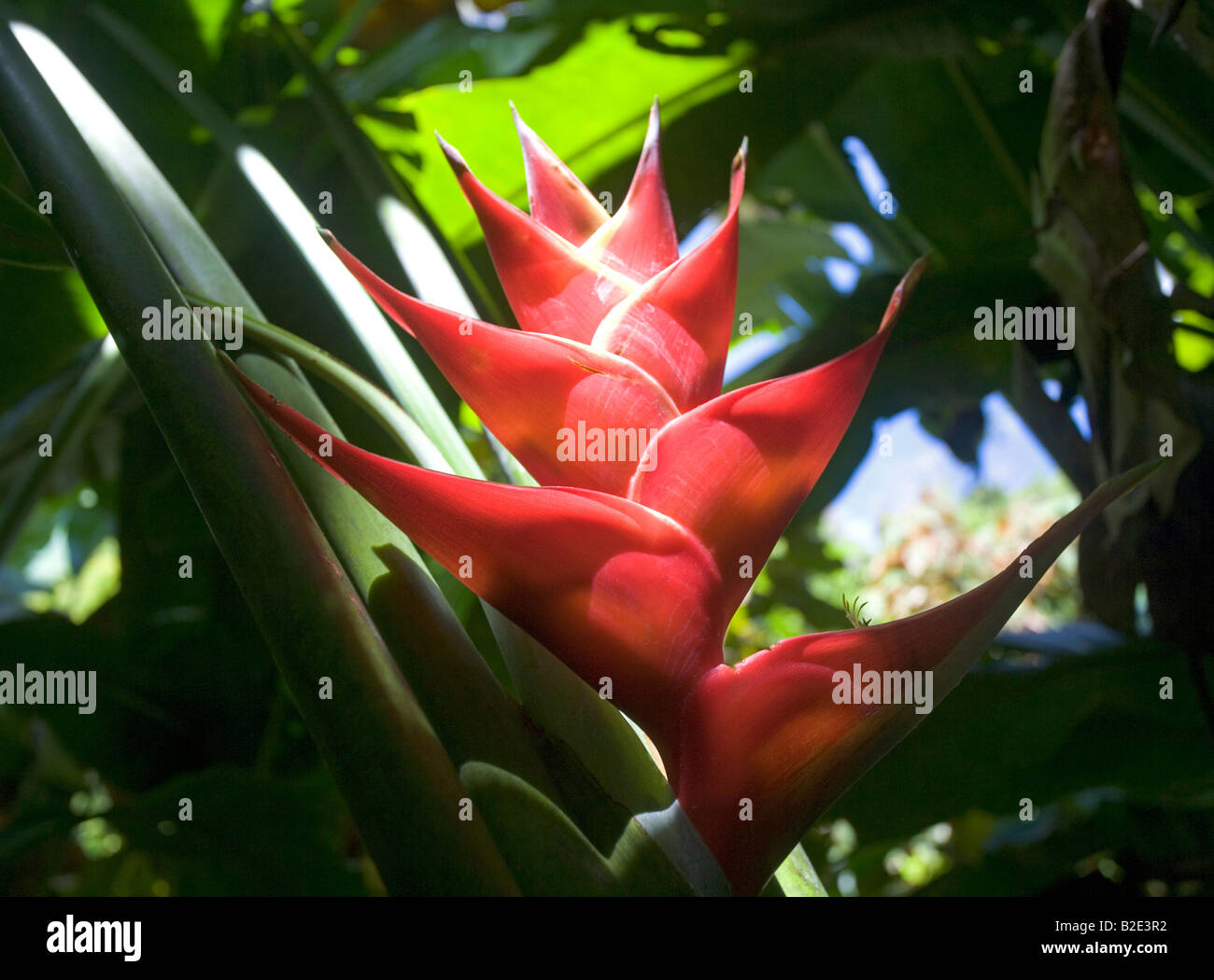 Heliconia Rot Blume im Dschungel von St. Lucia in der Nähe der Pitons Stockfoto