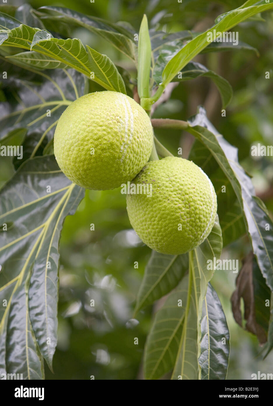 Nahaufnahme von Brotfrucht wächst an einem Baum auf einer Plantage in der Karibik Stockfoto