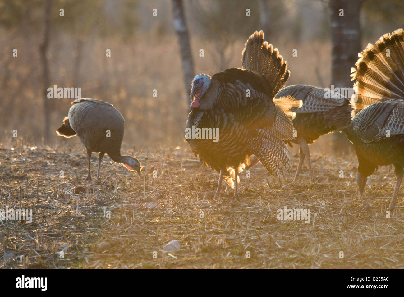 Jake Osttürkei Wild im Frühjahr Stockfoto