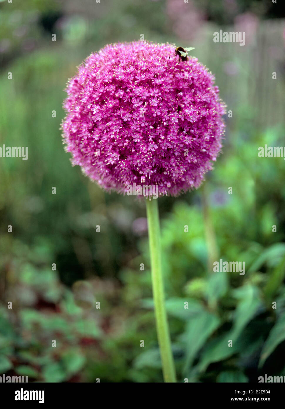 Lila Allium Giganteum. Stockfoto