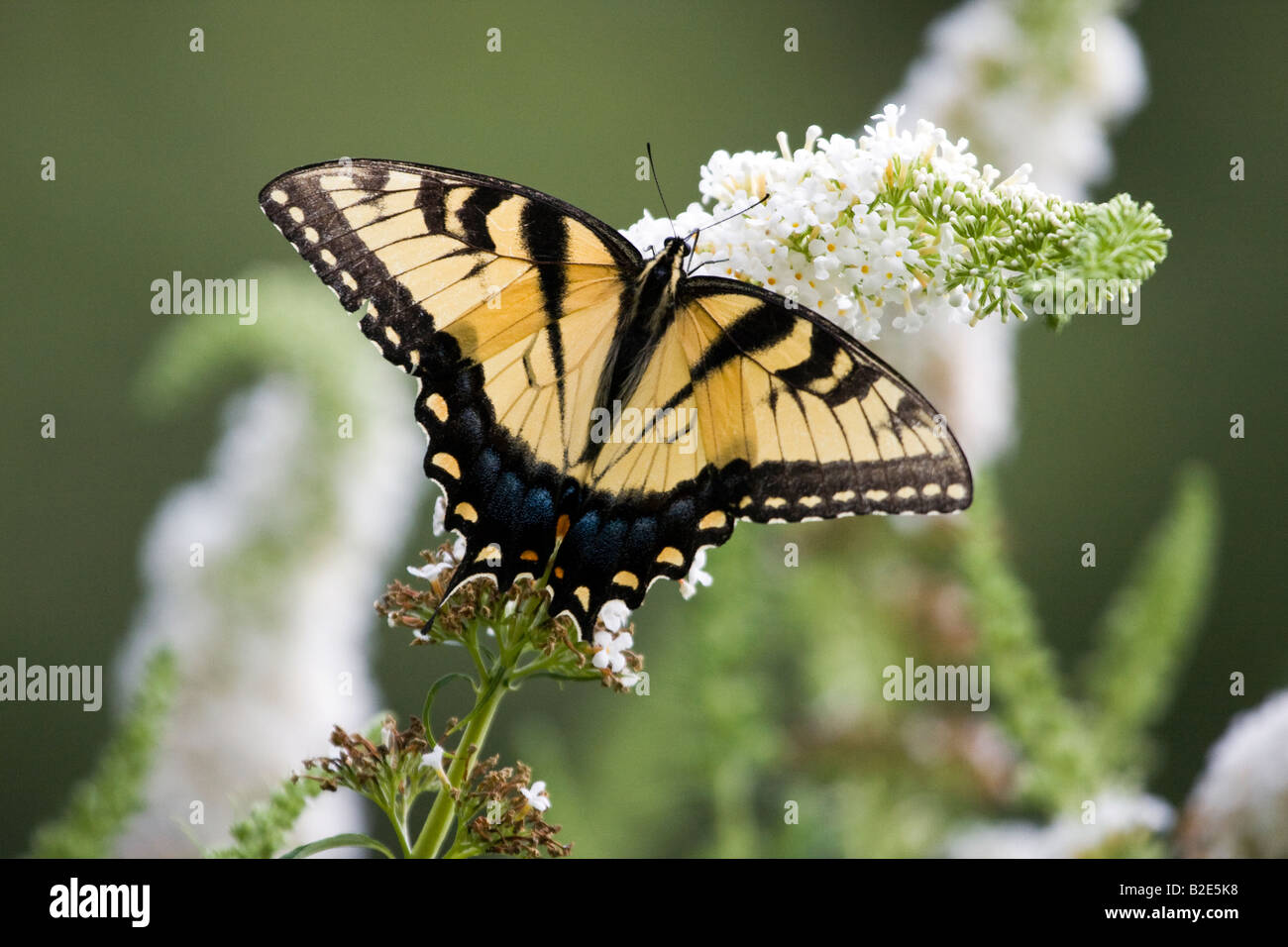 Östliche Tiger Schwalbenschwanz-Schmetterling mit Flügeln auf weißen lila Blume Stockfoto