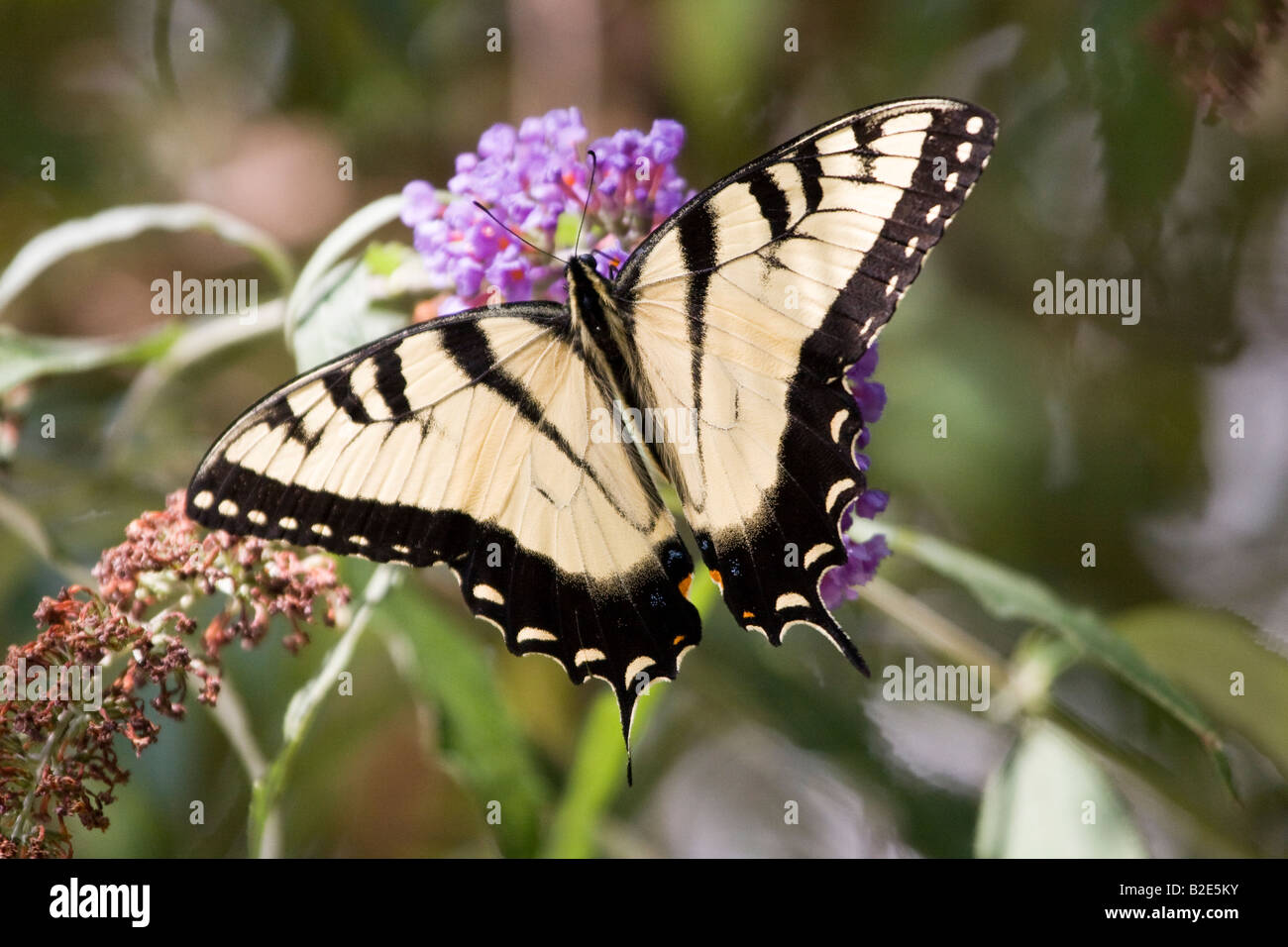 Östliche Tiger Schwalbenschwanz Schmetterling Stockfoto