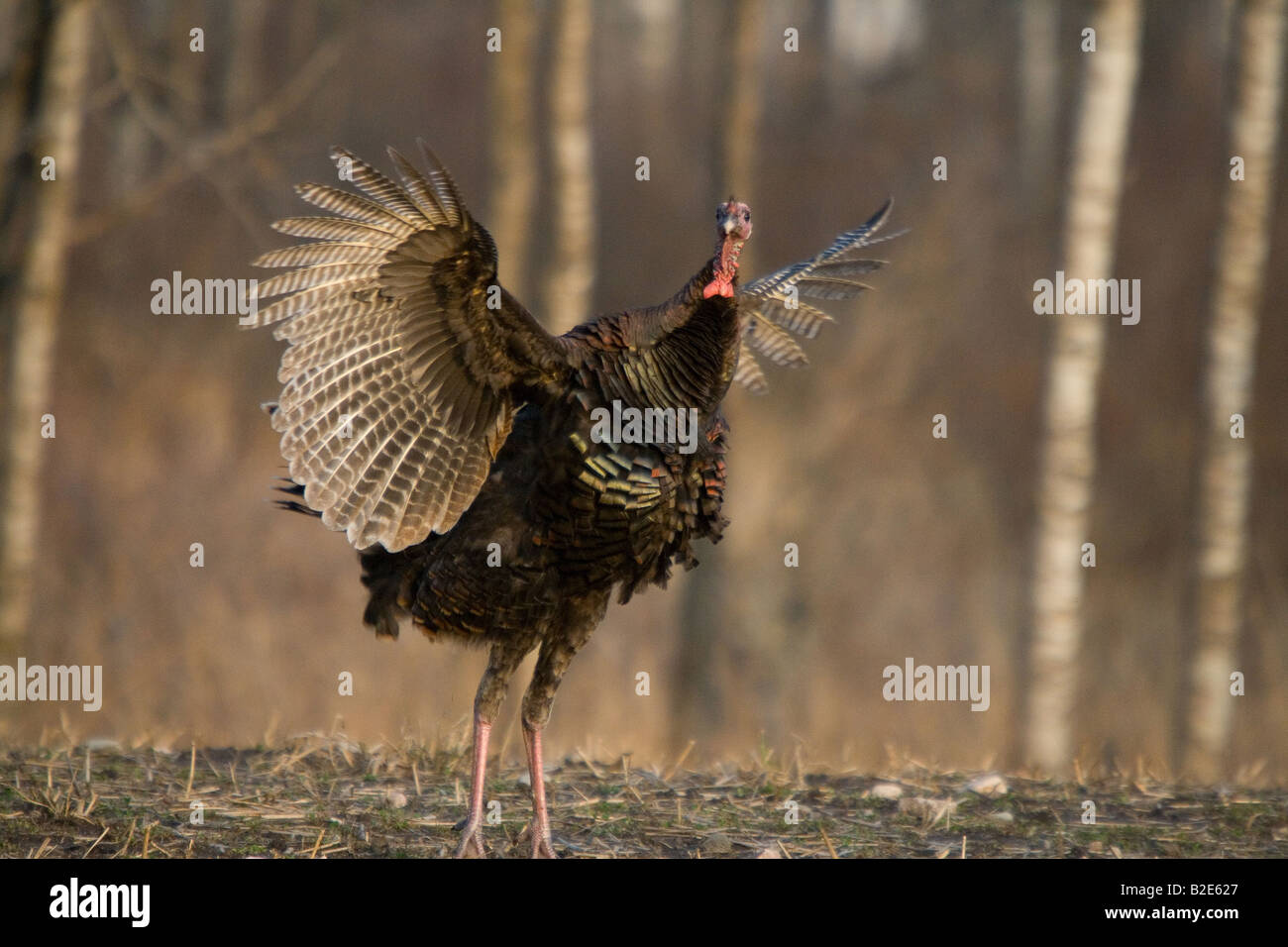 Jake Osttürkei Wild im Frühjahr Stockfoto