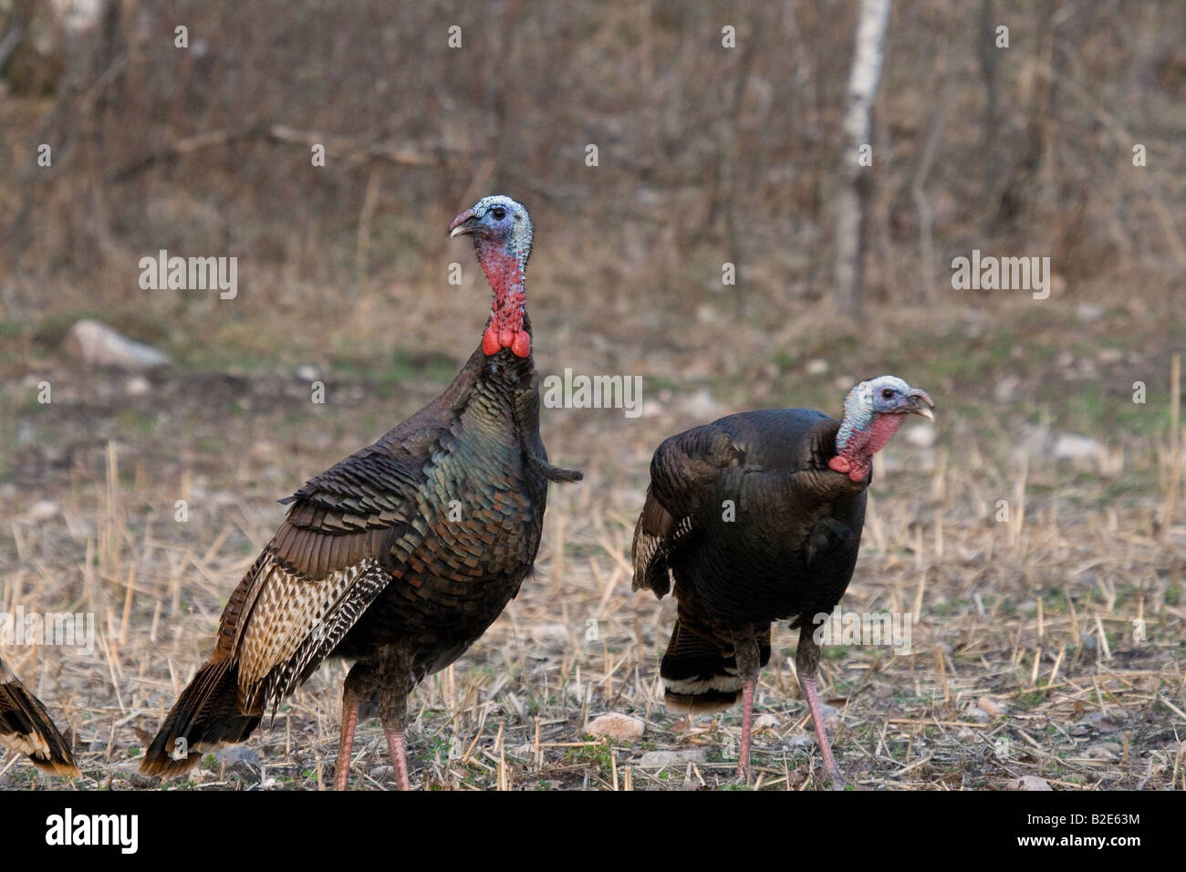 Jake Osttürkei Wild im Frühjahr Stockfoto