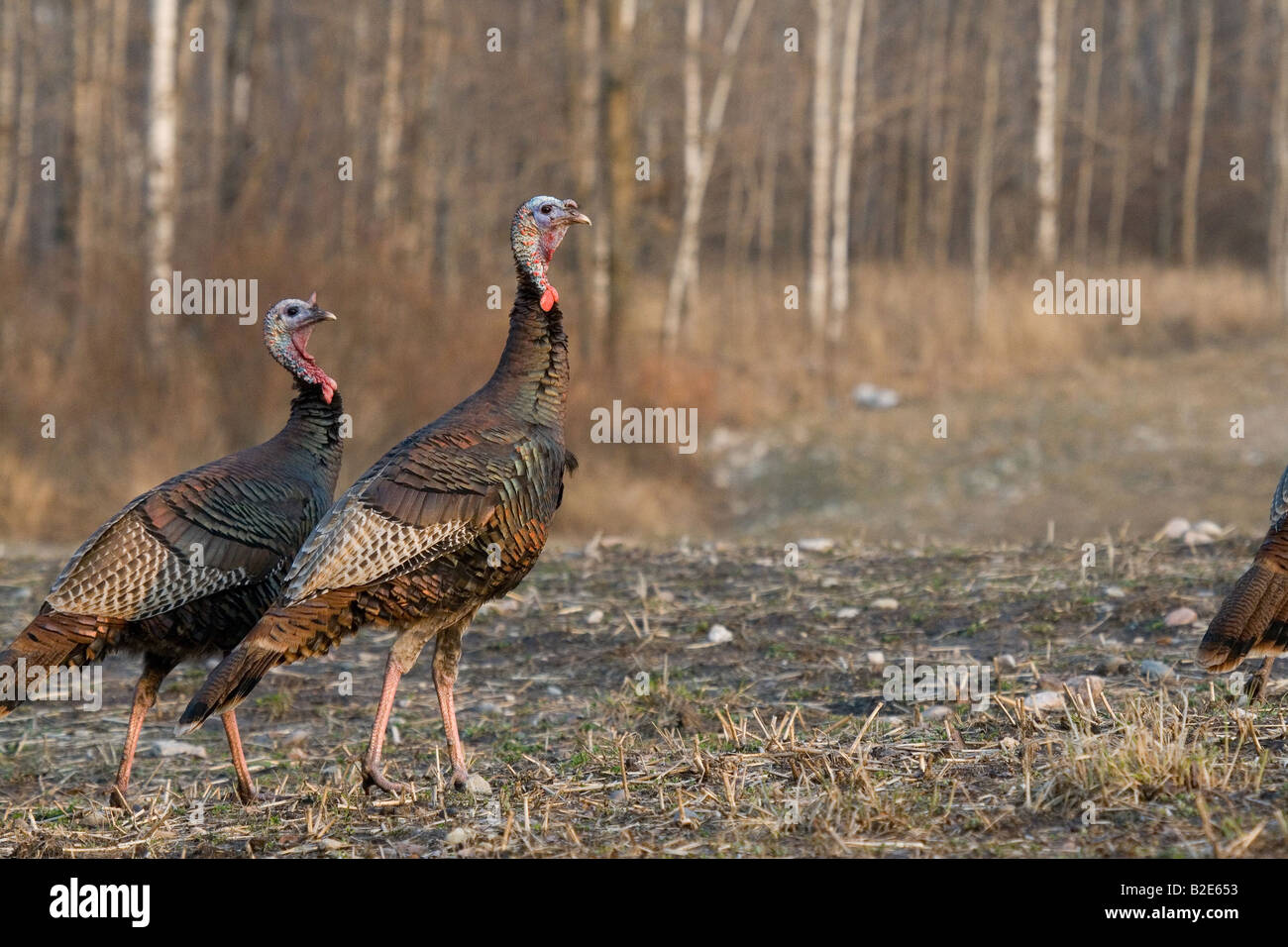 Jake Osttürkei Wild im Frühjahr Stockfoto