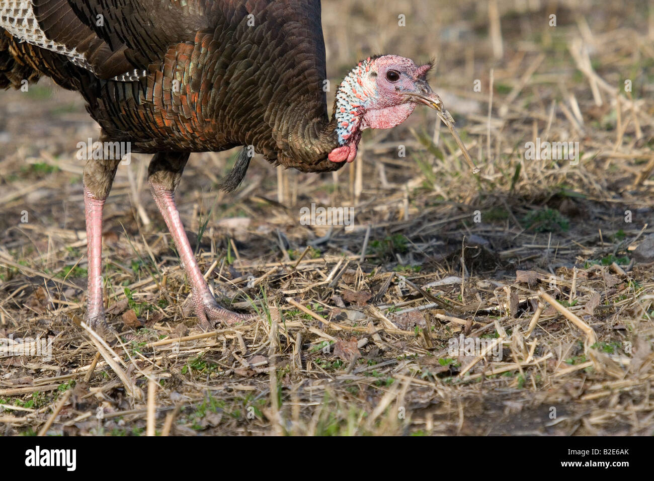 Jake Osttürkei Wild im Frühjahr Stockfoto