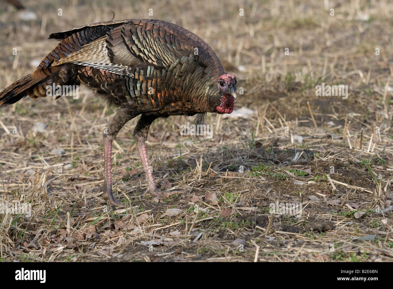 Jake Osttürkei Wild im Frühjahr Stockfoto