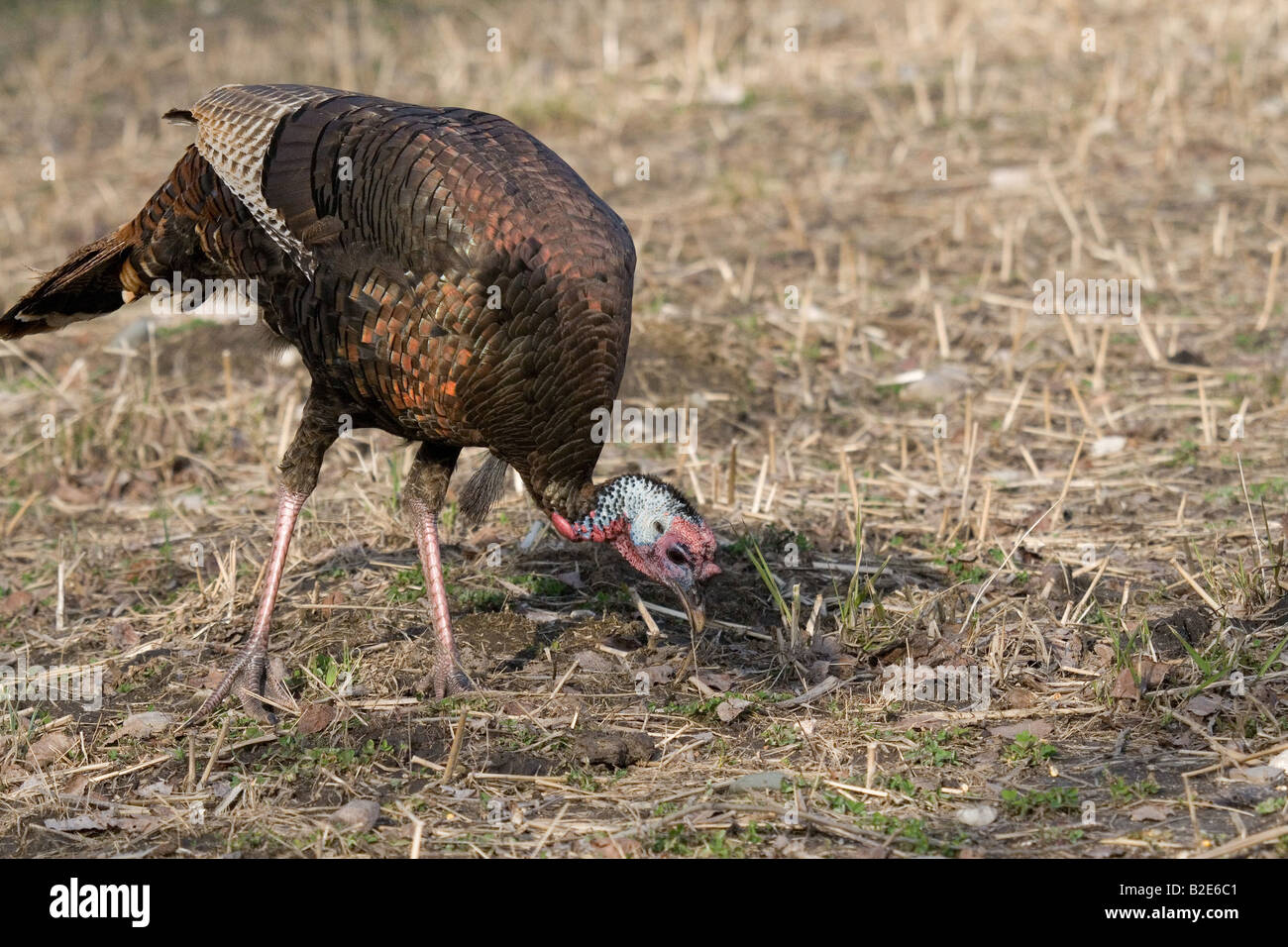 Jake Osttürkei Wild im Frühjahr Stockfoto