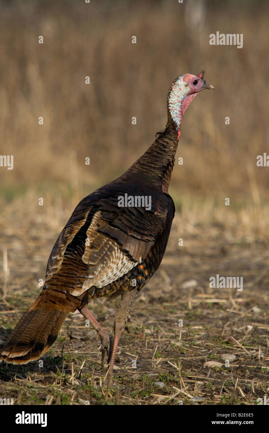 Jake Osttürkei Wild im Frühjahr Stockfoto