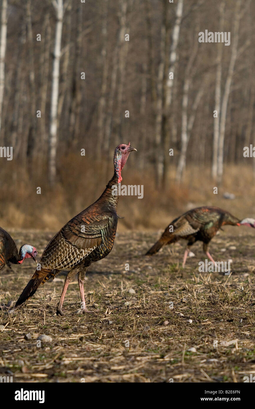 Jake Osttürkei Wild im Frühjahr Stockfoto