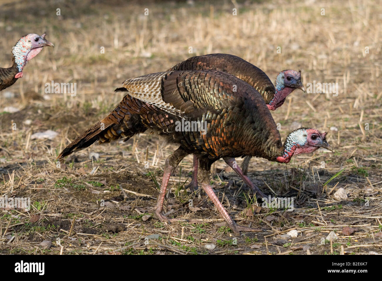Jake Osttürkei Wild im Frühjahr Stockfoto